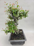 Bonsai punica granatum nejikan