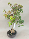 Acer Beurgerianum op rots