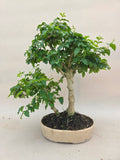 Bonsai Liguster