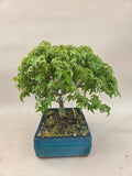 Acer palmatum Kiyohime