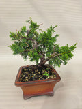 Bonsai Juniperus chinensis