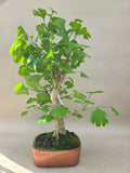 Ginkgo biloba