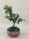 Bonsai Citrus myrtifolia mandarijn