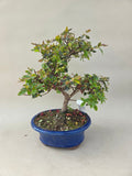 Bonsai Azalea