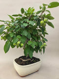 Bonsai Malus evereste