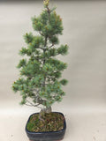 Bonsaï Pinus parviflora