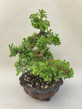 Bonsai Juniperus procumbens nana