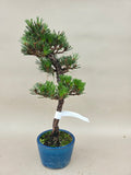 Bonsai Pinus thunbergii