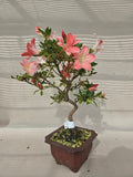 Bonsai Azalea