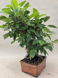 Bonsai Malus evereste