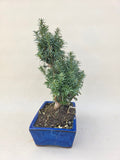 Bonsai Taxus cuspidata