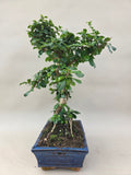 Bonsai Carmona