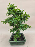 Bonsai Liguster