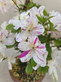 Bonsai Azalea kaminoyamakirin