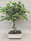 Bonsai Malus evereste