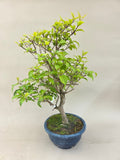 Bonsai callicarpa