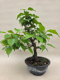 Prunus mume oder Aprikose