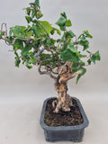 Bonsai krul hazelaar