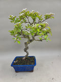 Bonsai boom japanse meidoorn