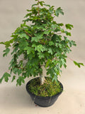 Bonsai acer campestre