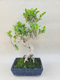 Bonsaï ficus
