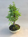 Bonsai Ulmus parvifolia seiju