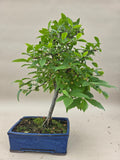 Bonsai Mespilus germanica