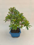Bonsai-Azalee