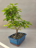 Bonsai acer tataricum