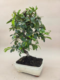 Bonsai Feuerdorn orange Beere