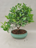 Bonsai Citrus myrtifolia mandarijn boom