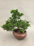 Bonsai Juniperus chinensis