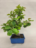Bonsai Cheanomelis Shohin