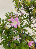 Azalée Bonsaï Kotaro