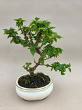 Bonsai-Bougainvillea