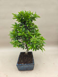 Bonsai Vuurdoorn oranje bes