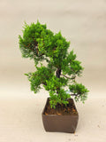 Bonsai Juniperus chinensis itoigawa