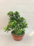 Bonsai Azalea