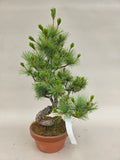 Bonsai Pinus parviflora III
