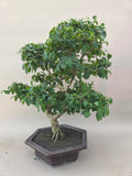 Bonsai liguster