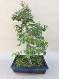 Bonsai minor