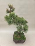 Pinus parviflora