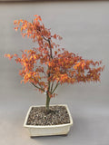 Bonsai Acer palmatum Katsura