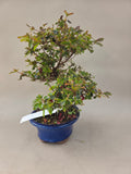 Bonsai Azalea