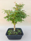 Bonsai acer palmatum jerre swarts