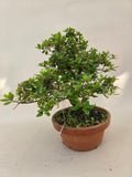 Bonsai Azalea