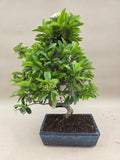 Bonsai Vuurdoorn oranje bes
