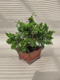 Bonsai Juniperus chinensis