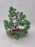 Bonsai Juniperus chinensis