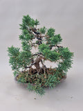 Bonsai Juniperus chinensis